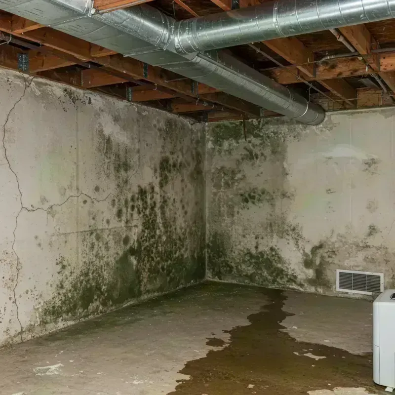 Professional Mold Removal in Madison, WV